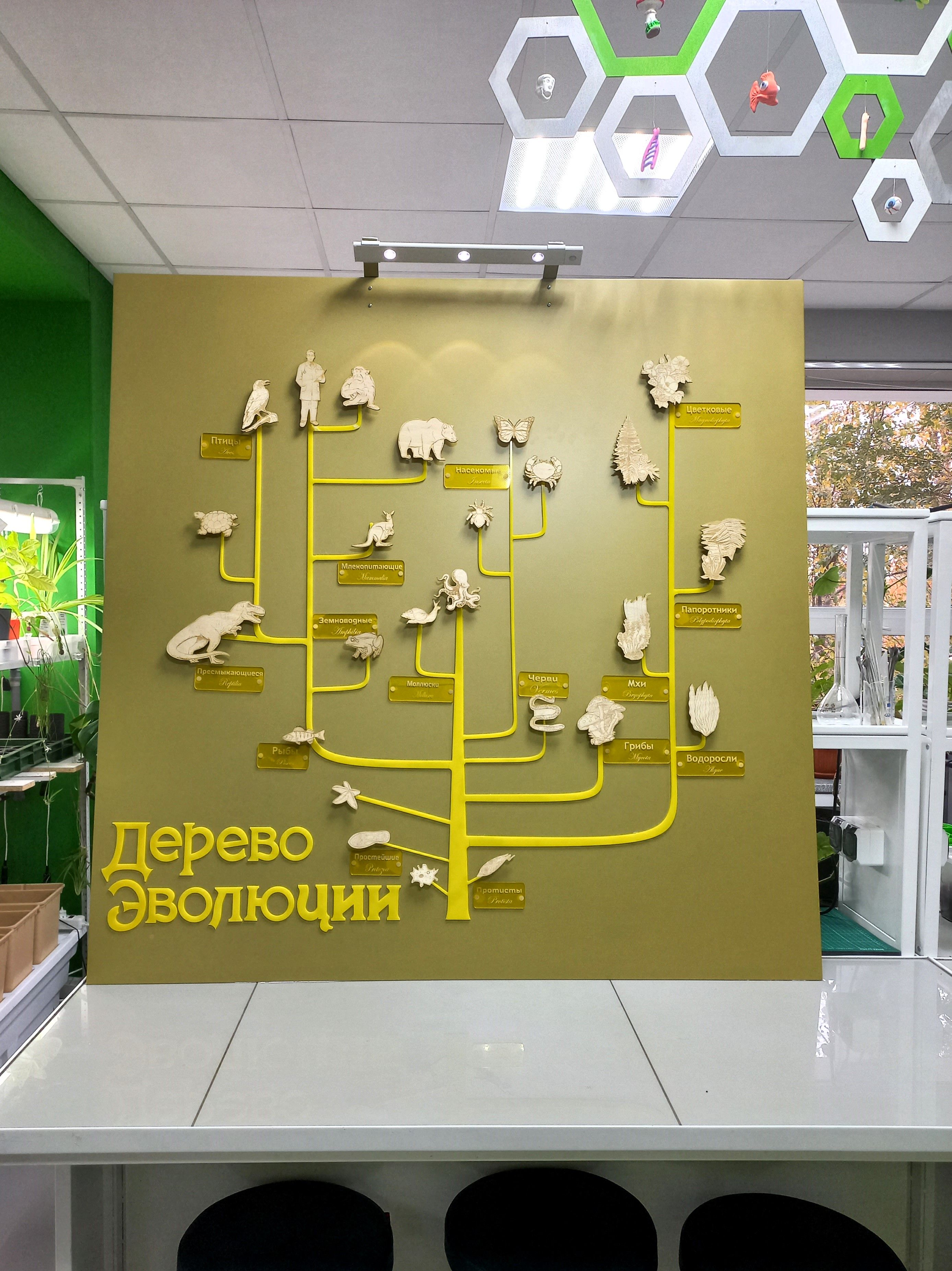 Обучающий стенд «Дерево эволюции»
